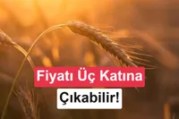 İklim değişikliği dünya genelinde buğday fiyatlarını üç katına çıkarabilir