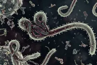 DSÖ'den Ebola Açıklaması: Salgın Sona mı Erdi?
