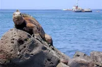 Galapagos iguanalarını kaçıran Rus kadın Ekvador'da tutuklandı