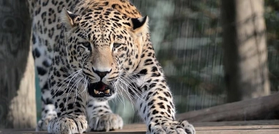 2 Yaşındaki Çocuğun Trajik Ölümü: Bahçesinde Oynarken Leopar Saldırdı!