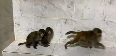 3 makak maymunu sınır kapısından geçen araçta bulundu