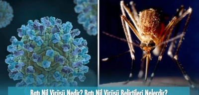 Batı Nil Virüsü Nedir? Batı Nil Virüsü Belirtileri, Tedavisi ve Korunma Yolları!