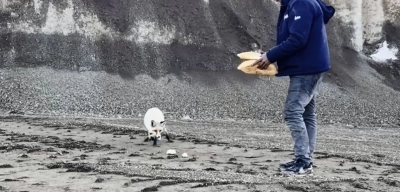 Bitlis'ten Yürek Isıtan Görüntü: Madencilerle Tilkinin 2 Yıllık Dostluğu...