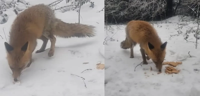 Bolu'da Ekmekleri Kara Gömerek Stoklayan Tilki İlgi Odağı Oldu