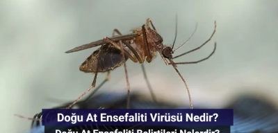 Doğu At Ensefaliti Virüsü Nedir? Doğu At Ensefaliti Belirtileri Nelerdir?