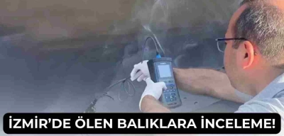 İzmir Körfezi’nde Balık Ölümlerine Bakanlıktan İnceleme Kararı!