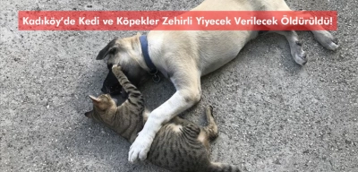 Kadıköy’de Kedi ve Köpekler Zehirli Yiyecek Verilecek Öldürüldü!