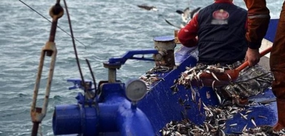 Karadeniz'de Hamsi Bereketi: Son 9 Günde 12 Ton Avlandı
