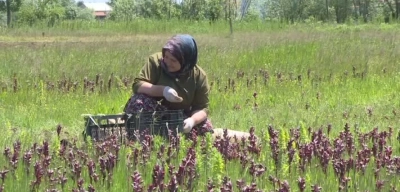 Kilosu 6 Bin Liraya Ulaştı: Doğal Hazine En Fazla O İlçede Üretiliyor