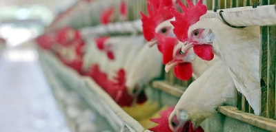Konya'daki Çiftlikte H5N1 Virüsü Tespit Edildi: Kuş Gribi Geri Mi Dönüyor?