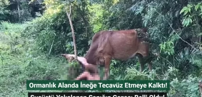 Ormanlık Alanda İneğe Tecavüz Etmeye Kalktı! Suçüstü Yakalanan Sapığın Cezası Belli Oldu!