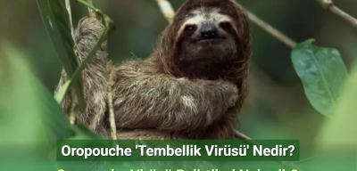 Oropouche 'Tembellik Virüsü' Nedir? Oropouche Virüsü Belirtileri Nelerdir?