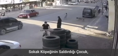 Şanlıurfa'da Köpekten Kaçan Çocuk Az Kalsın Arabanın Altında Kalıyordu
