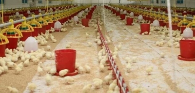Şenpiliç İsrail Malı mı, Şenpiliç Kimin, Şenpiliç Boykot Mu? Hangi Ülkenin Markası? Tüm Soruların Cevapları