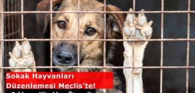 Sokak Hayvanları Düzenlemesi Meclis'te! Saldırgan Köpekler Uyutulacak