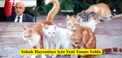 Sokak Hayvanları için Yeni Kanun Teklifi Mecliste!