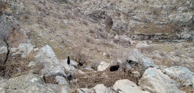 TikTok İzlemeye Dalan Çoban Keçilerini Unuttu! Kayalıklarda Ölüm Kalım Savaşı