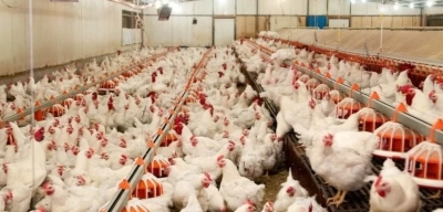 Yemsiz Tavuk Beslenir mi? Tavuk Beslenmesi ve Verimlilik İçin İpuçları