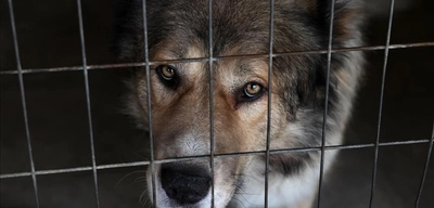 Güney Kore'de Köpek Eti Yasağı Sonrası Köpek Çiftliklerinin Yüzde 40'ı Kapandı