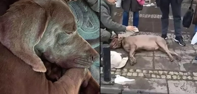 Beşiktaş'ta Elektrik Akımına Kapılan 'Choko' Köpekten Haber Var!