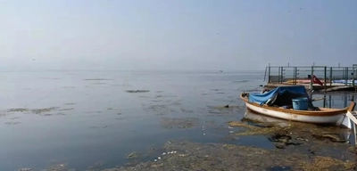 İzmir Körfezi'ni Deniz Marulu Kapladı