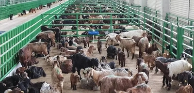 Tarım ve Orman Bakanlığı Hayvancılık Destekleme Başvuruları 7 Nisan'da Başlıyor