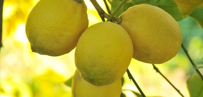 Limon İhracatına Soğuk Hava Engeli