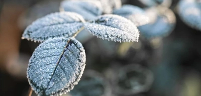 Meteorolojiden Kar, Rüzgar ve Zirai Don Uyarısı