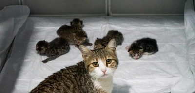Aydın'da İç Isıtan Görüntüler: Doğum Yapacağını Anlayan Kedi Veterinere Sığındı