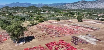 Antalya'da Tarlalar Halılarla Renklendi!