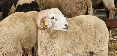 Kurban Vekalet Ücretleri Belli Oldu