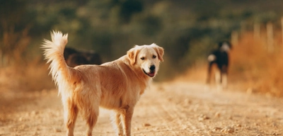CHP'den Sokak Köpekleri için Kanun Teklifi