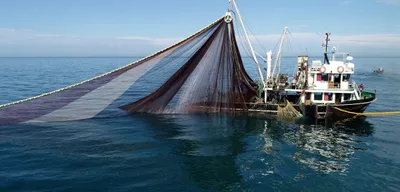 Karadeniz'de Balık Bolluğu: Zirvede Hamsi Var