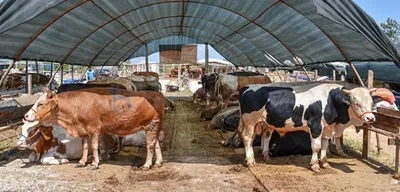 Kurban Bayramı Öncesi Hazırlıklar Başladı: Fiyatlar Cep Yakıyor