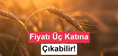 İklim değişikliği dünya genelinde buğday fiyatlarını üç katına çıkarabilir