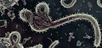 DSÖ'den Ebola Açıklaması: Salgın Sona mı Erdi?