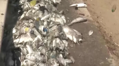 İzmir Körfezi'nde Ölü Balıklar Artıyor!
