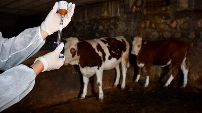 Urfa'da Şap Alarmı: Hayvan Pazarı Kapatıldı