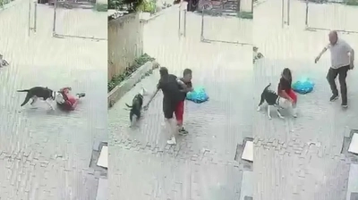 Ataşehir'de Pitbull Dehşeti: Sokakta Oynayan Çocuğa Saldırdı