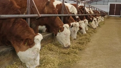 Türkiye'de Şap Hastalığı Alarmı: Hayvan Pazarları Kapatıldı
