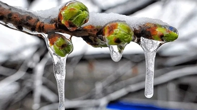 Isparta'da Gül Hasadında Zirai Don Etkisi: Rekoltede Yüzde 30 Düşüş