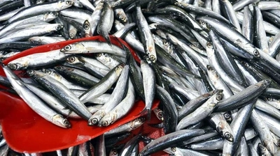 Hamsi ve İstavritin Kilosu 150 TL'ye Düştü