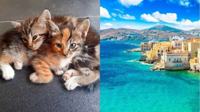 Siros Adası'nda Gönüllü Kedi Bakıcısı Olanlar Bedava Tatil Hakkı Kazanıyor!