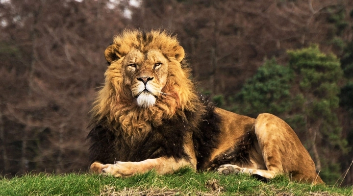 Antalya'da Kaçak Aslan 1 Kişiyi Yaraladı!