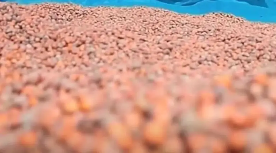 Fındık Fiyatı Açıklandı! Alımlar Ağustos Ayında Başlıyor