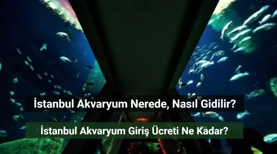 İstanbul Akvaryum Nerede? Giriş Ücreti Ne Kadar?