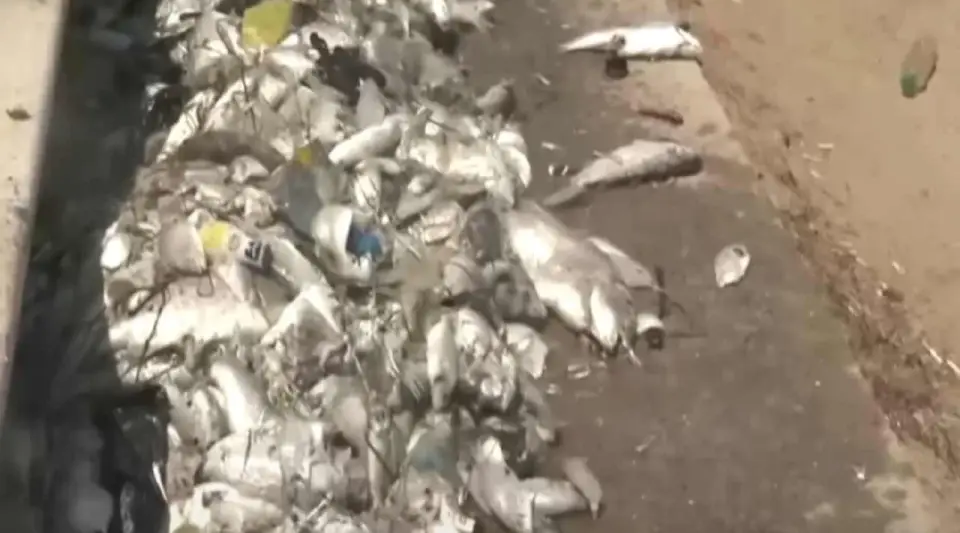 İzmir Körfezi'nde Ölü Balıklar Artıyor!