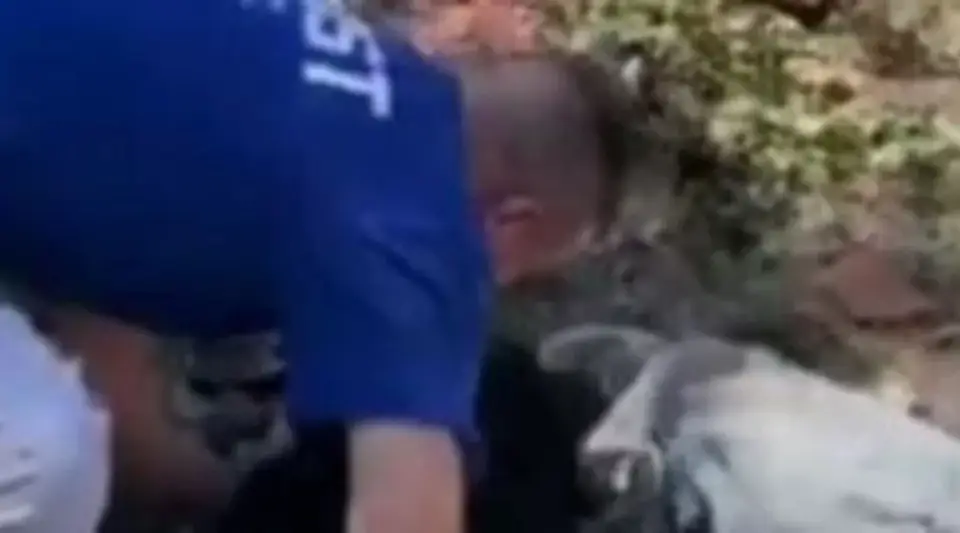 Mama Verdiği Köpek Burnundan Isırdı! Korkunç Olay