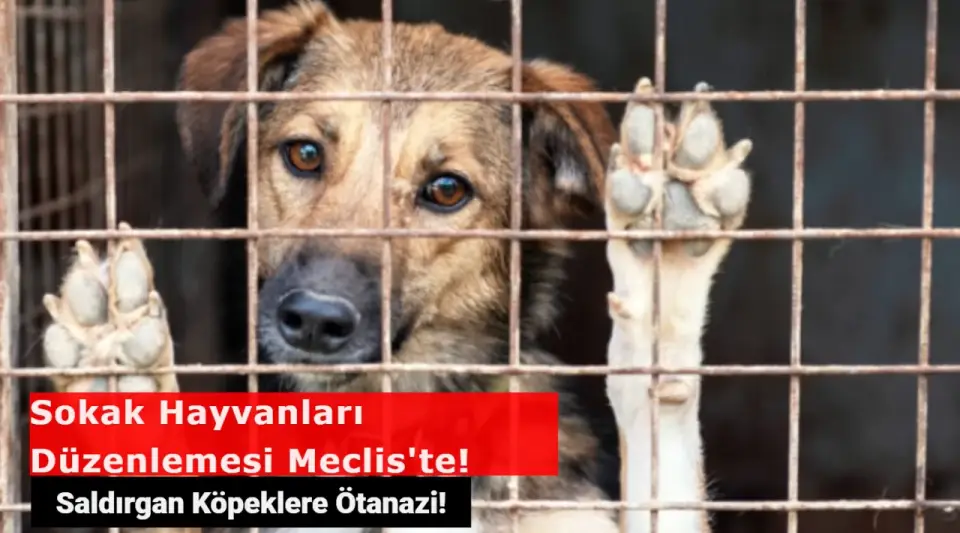 Sokak Hayvanları Düzenlemesi Meclis'te! Saldırgan Köpekler Uyutulacak