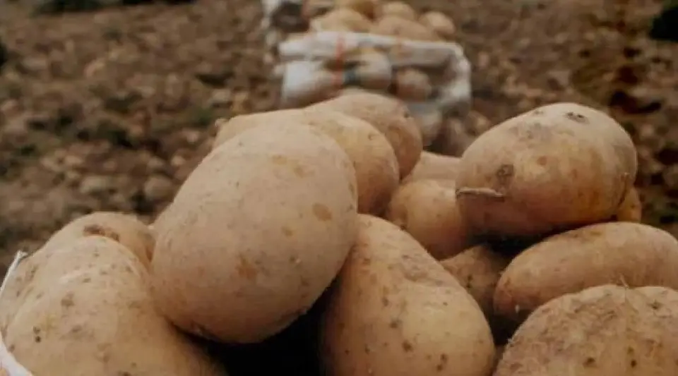 Seyyar Satıcının Oyununu Müşteri Bozdu! 21 Kiloluk Patates 10 Kilo Çıktı